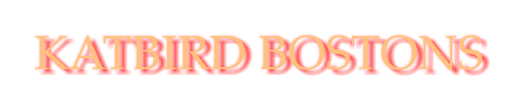 KATBIRD BOSTONS